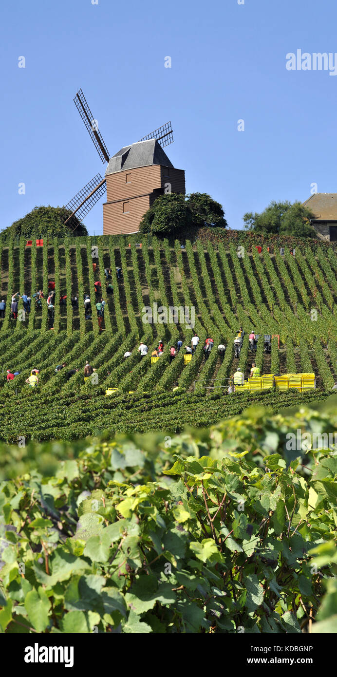 Lille (nord-est de la France). Vendanges dans les vignobles de la G.H. La maison de Champagne Mumm & Cie (Groupe Pernod-Ricard) Banque D'Images