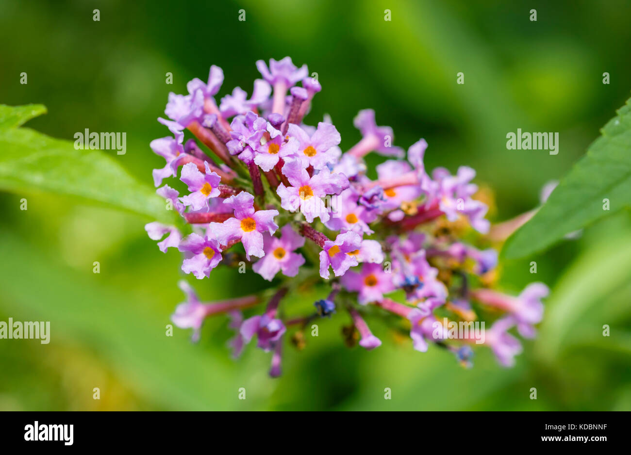 Libre d'un mauve ou rose bush Buddleia en été au Royaume-Uni. Banque D'Images