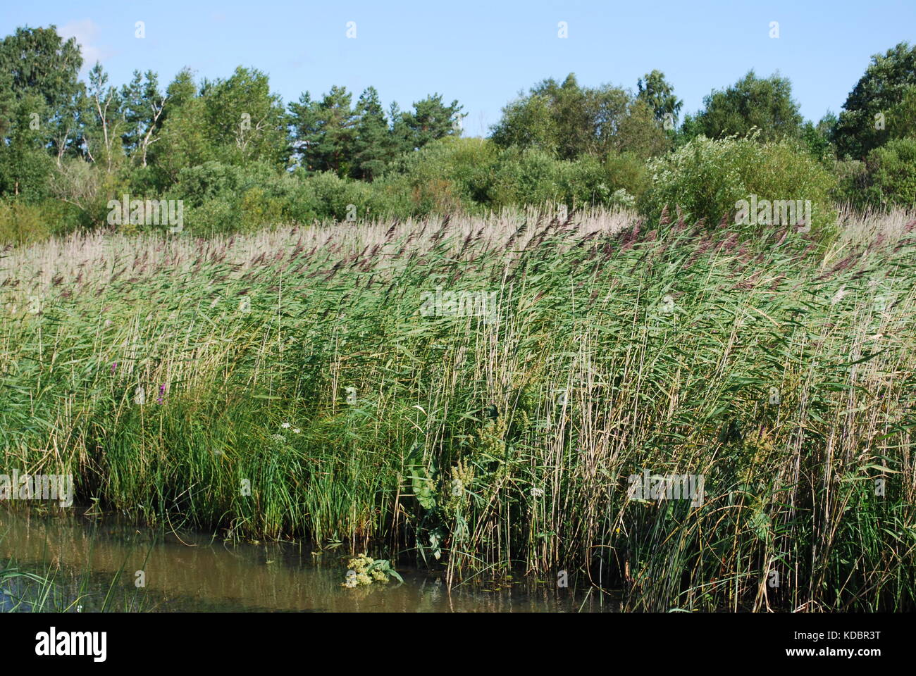 Les broussailles phragmites australis, roseau commun, sur la rive du lac. Banque D'Images