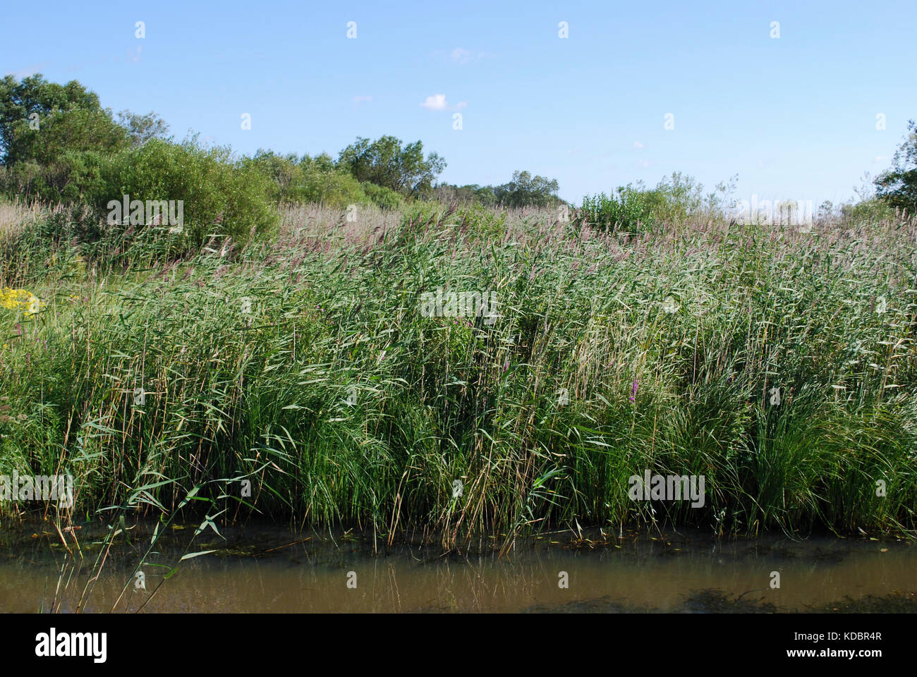 Les broussailles phragmites australis, roseau commun, sur la rive du lac. Banque D'Images