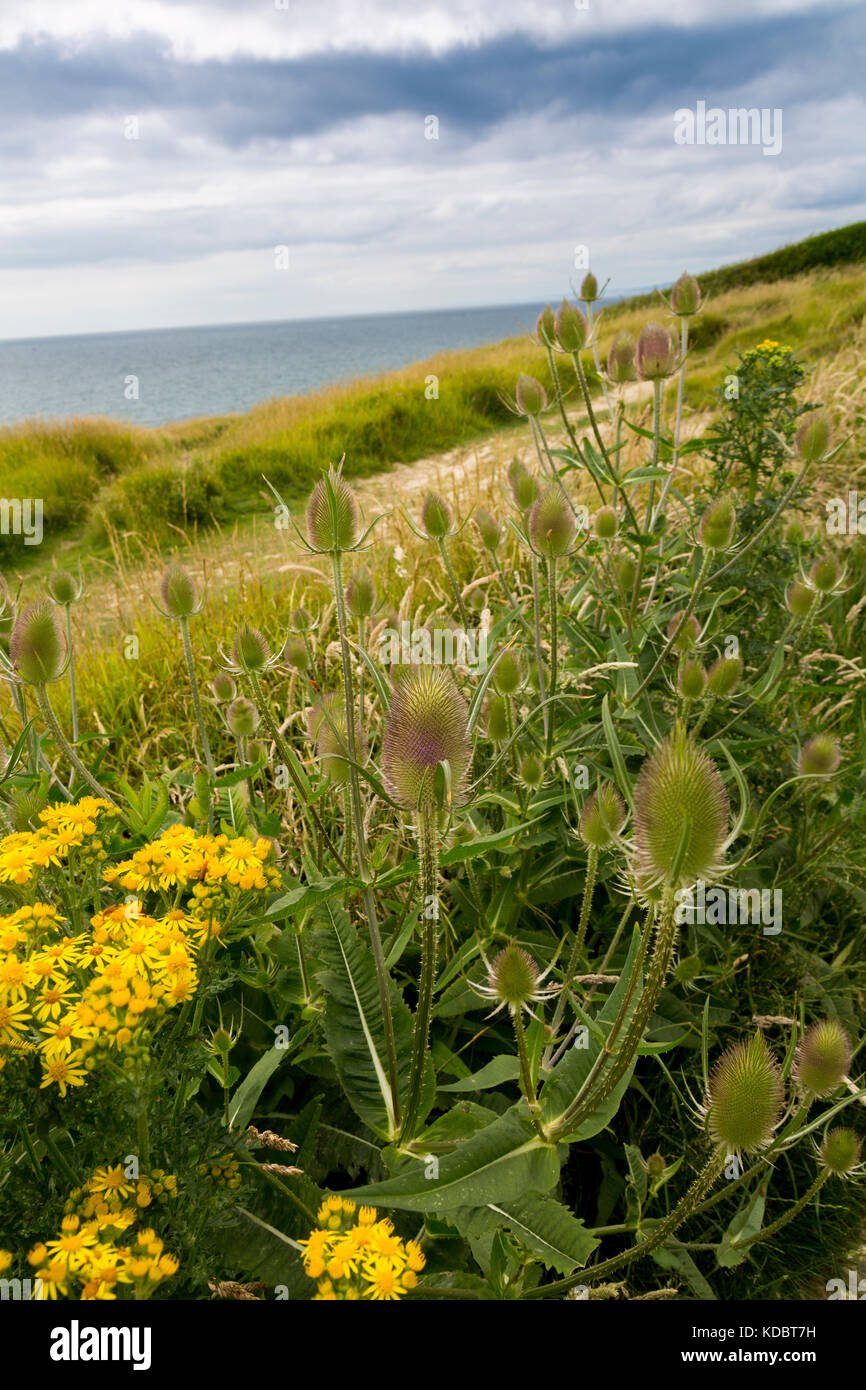 Chardons sauvages (Dipsacus fullonum) croissant sur le SW Coast Path à Burton Bradstock falaises sur la côte jurassique, Dorset, England, UK Banque D'Images