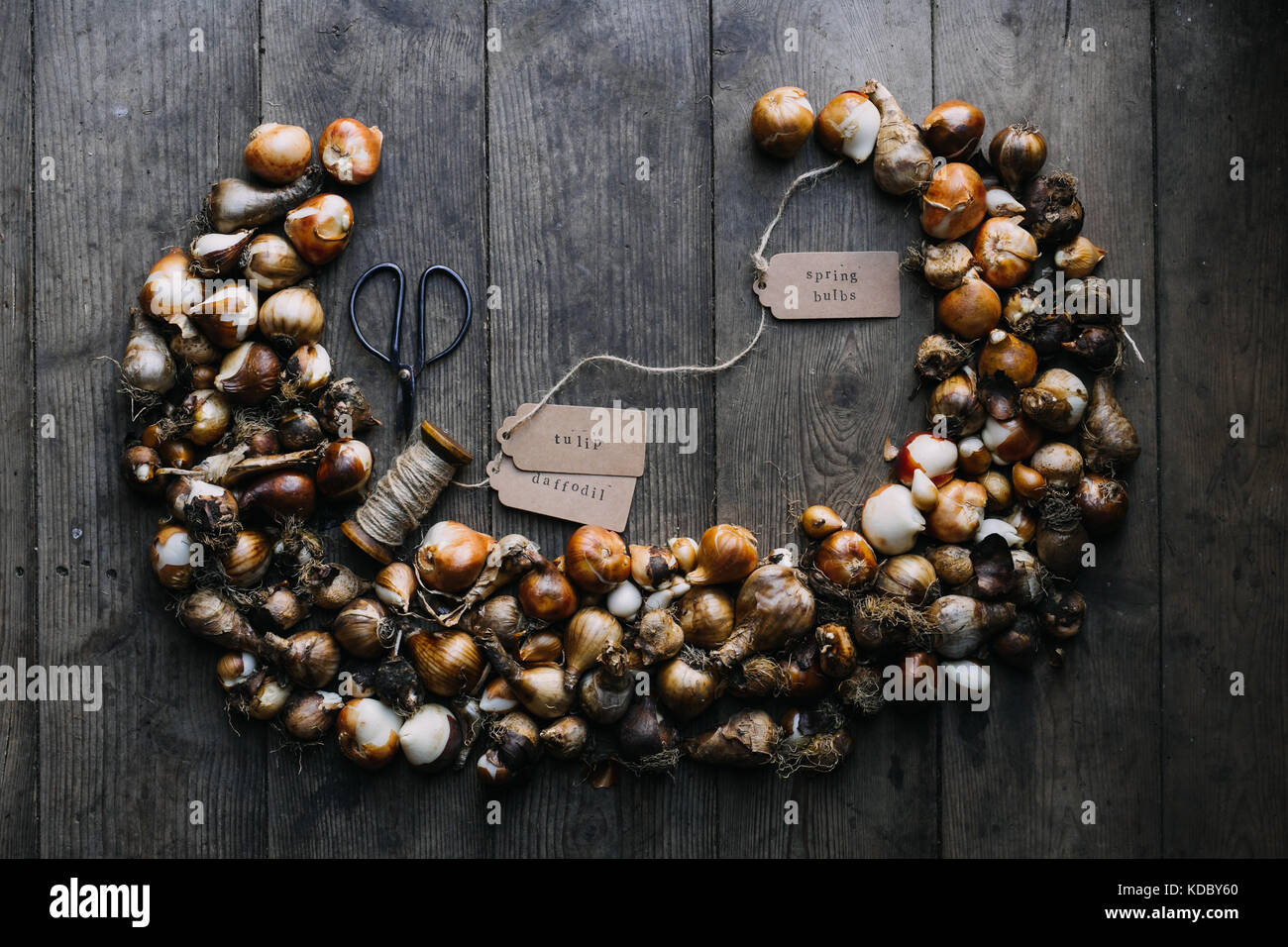 Bulbes de jonquilles et tulipes disant à l'automne avant de les planter au printemps floraison dans le jardin où elles vont croître Banque D'Images