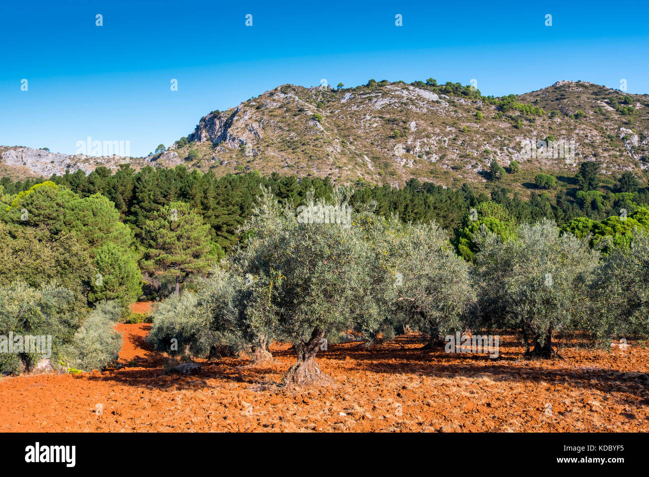 Champ d'olive. Forêt Sierra Blanca près de Refugio Juanar, OJEN. Málaga Costa del sol, Andalousie. Europe du sud de l'Espagne Banque D'Images