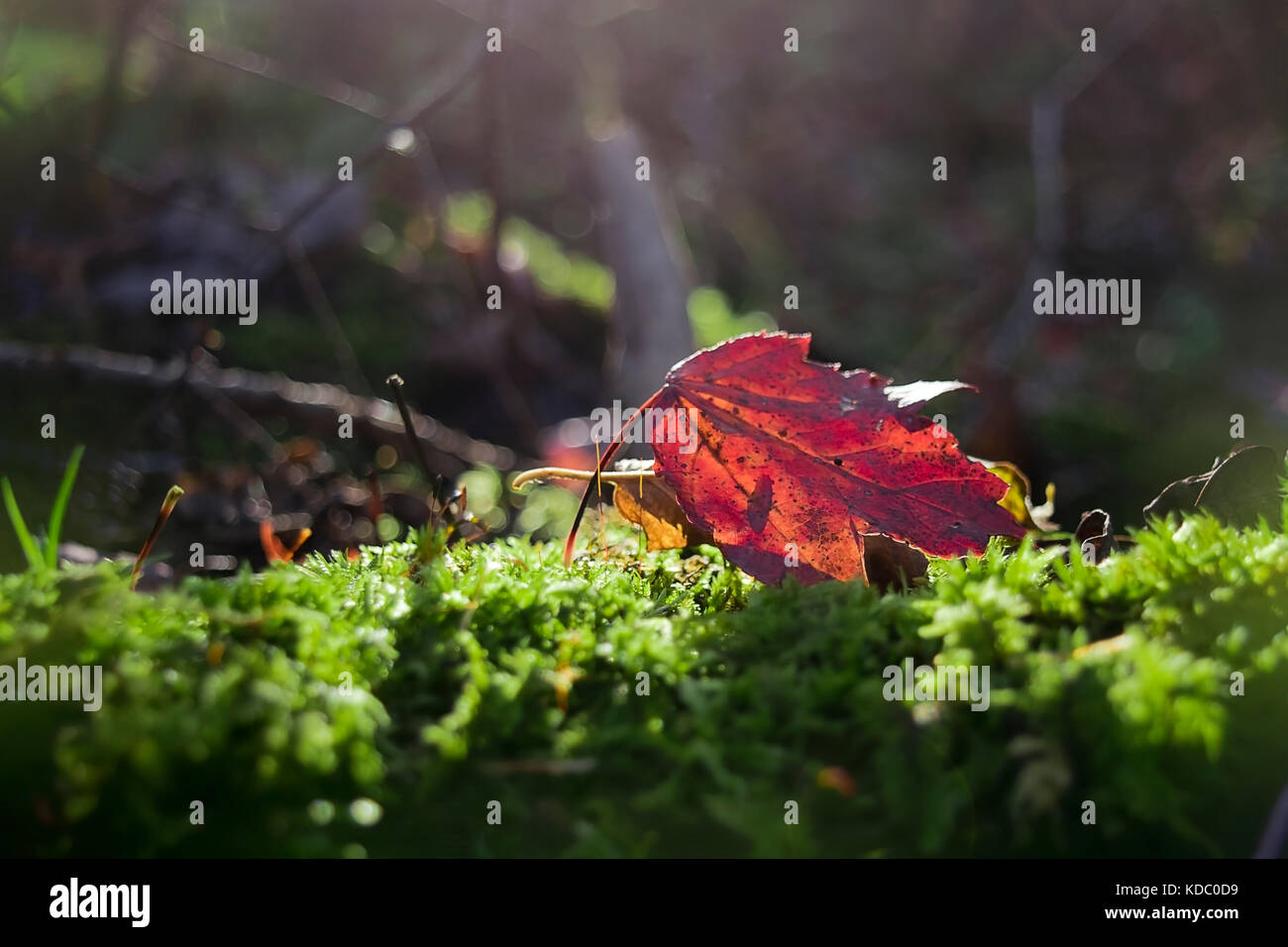 Une seule feuille d'érable portant sur de la mousse au début de l'automne. Banque D'Images