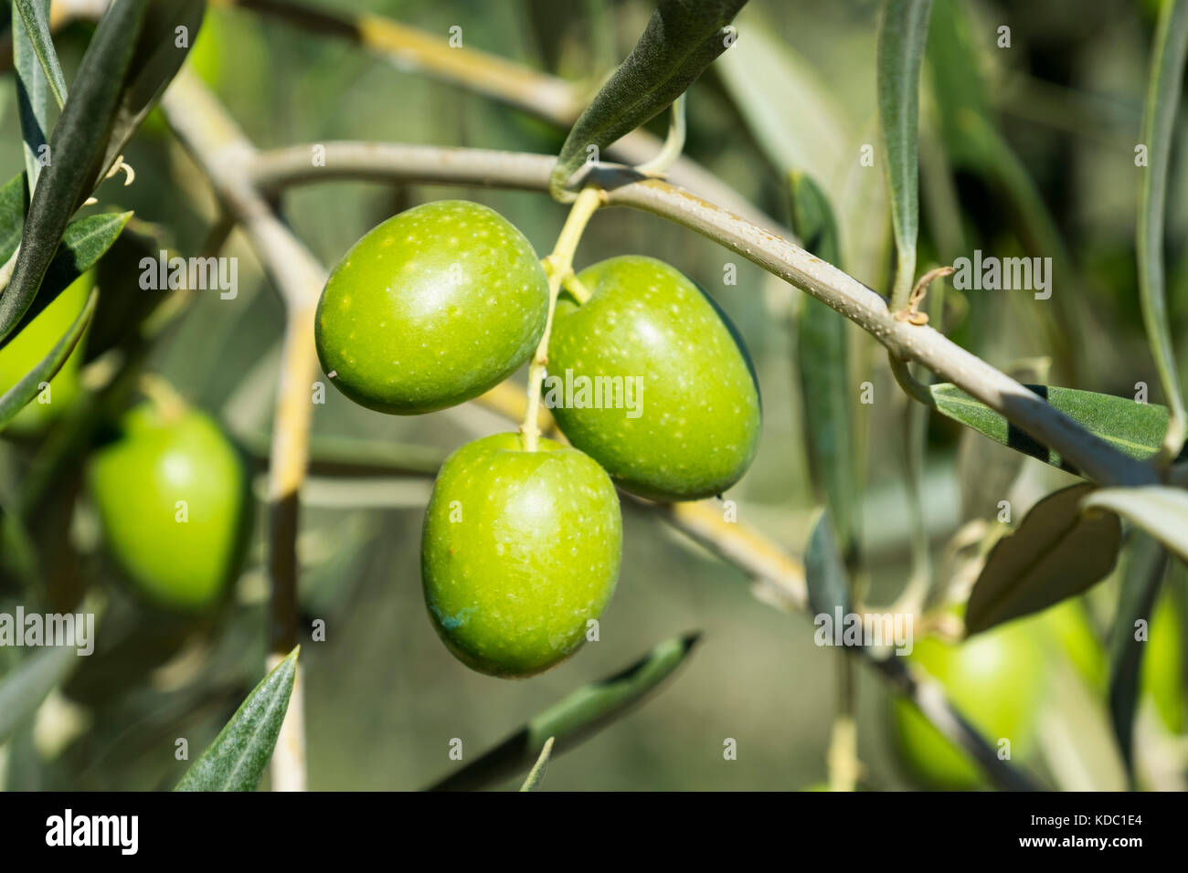 Olives sur un olivier, Antequera. Province de Málaga, Andalousie. Europe du sud de l'Espagne Banque D'Images