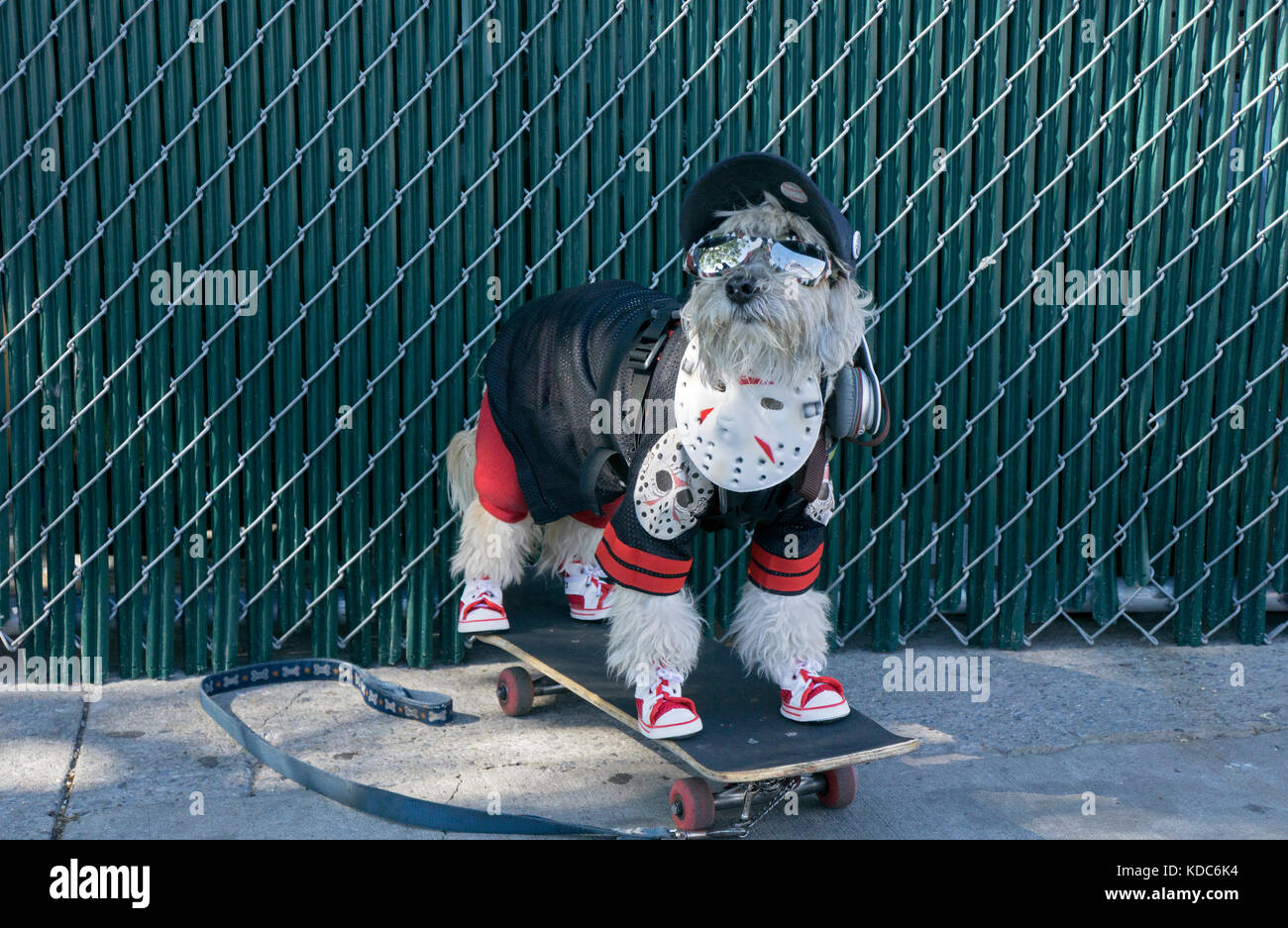 Un multipoo chien dans un costume à Coney Island à la récolte d'Halloween Dog Parade et concours de costume. Banque D'Images