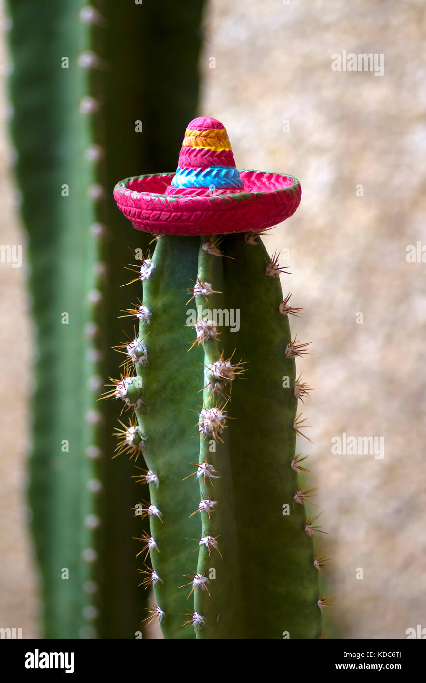 Cactus mexicain avec cap Banque D'Images