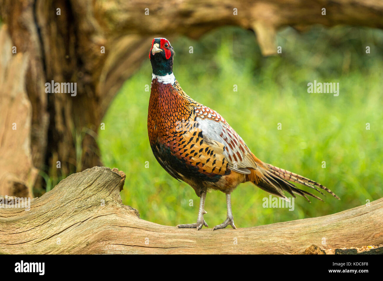 La faune dans leur habitat naturel. Seul le faisan de butiner dans anciens bois lumineux sur journée d'automne. Banque D'Images