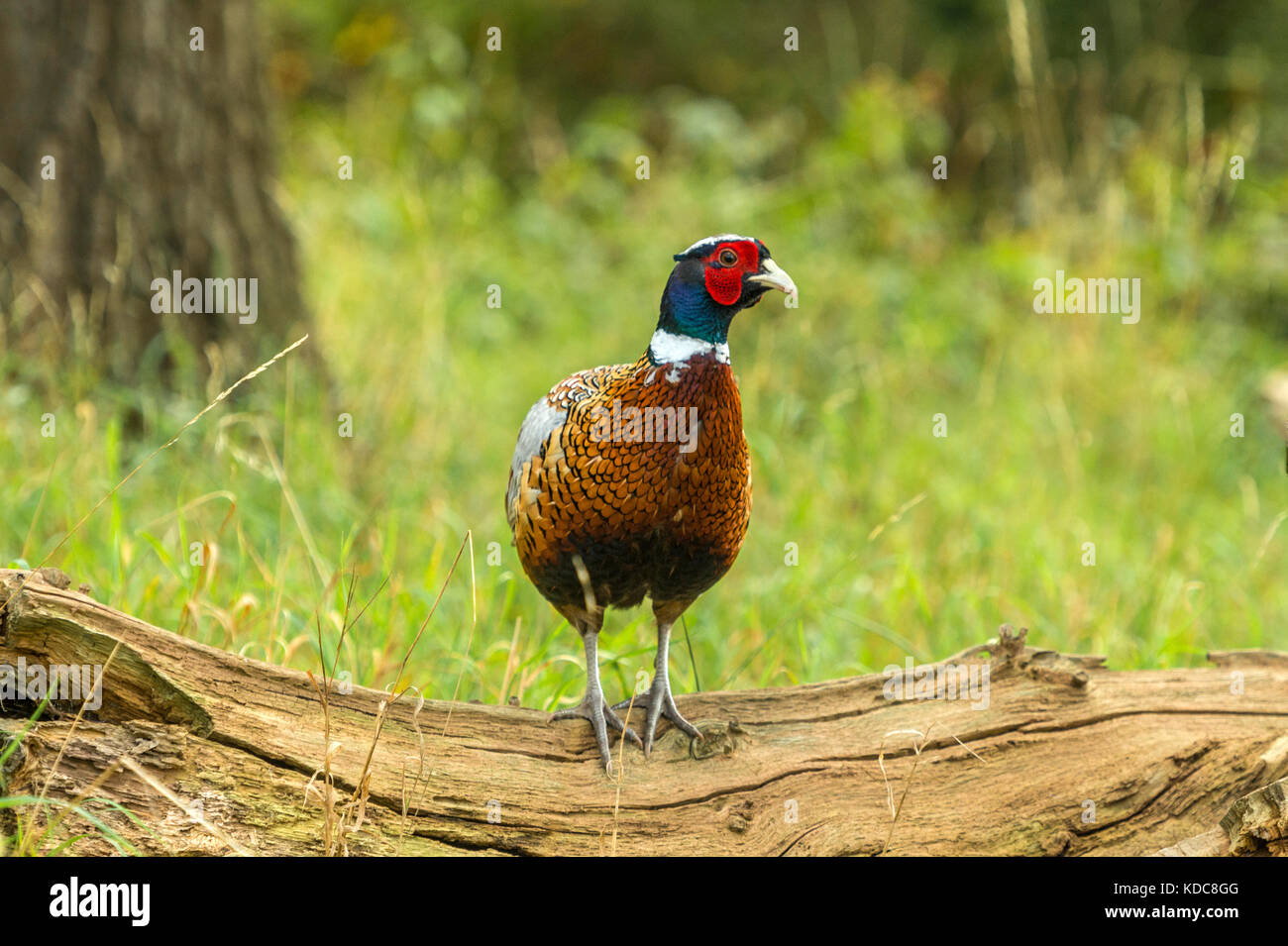 La faune dans leur habitat naturel. Seul le faisan de butiner dans anciens bois lumineux sur journée d'automne. Banque D'Images