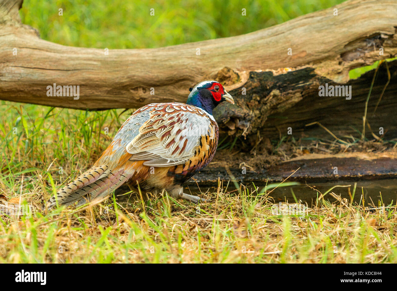 La faune dans leur habitat naturel. Seul le faisan de butiner dans anciens bois lumineux sur journée d'automne. Banque D'Images