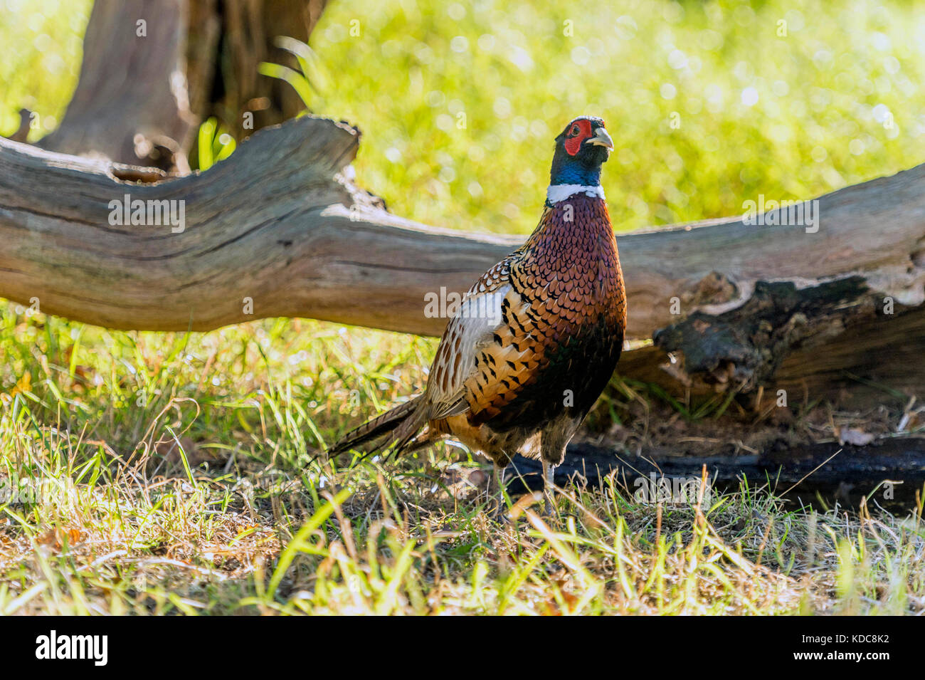 La faune dans leur habitat naturel. Seul le faisan de butiner dans anciens bois lumineux sur journée d'automne. Banque D'Images