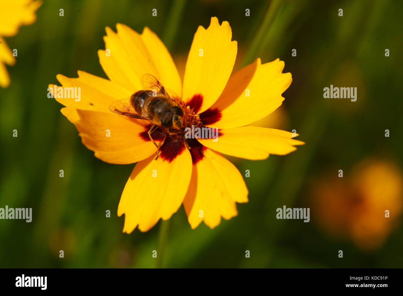 Girl's eye jaune fleurs sterntaler, bee Banque D'Images