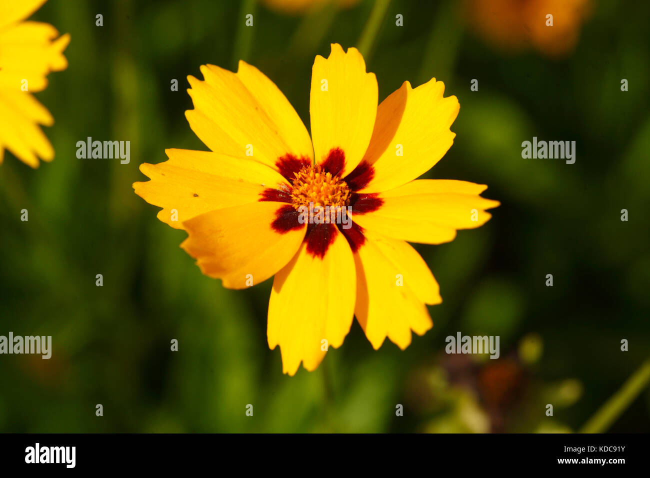 Girl's eye jaune fleurs sterntaler Banque D'Images