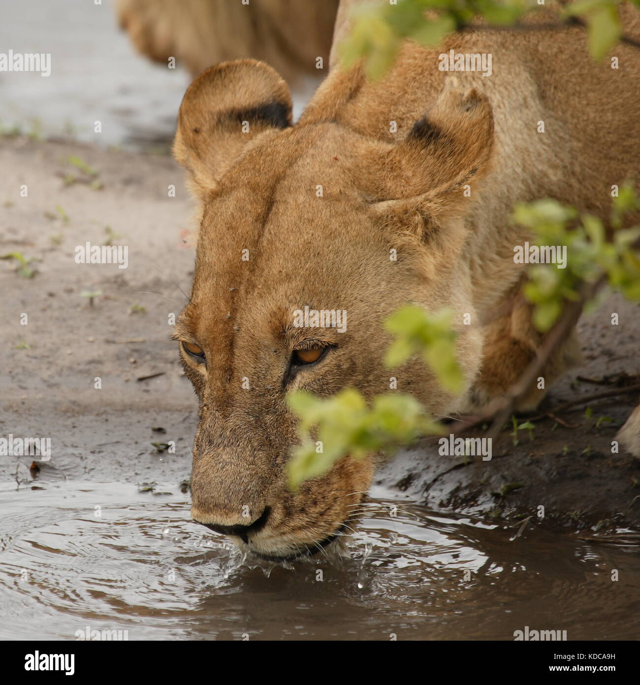 Lionne africaine Banque D'Images