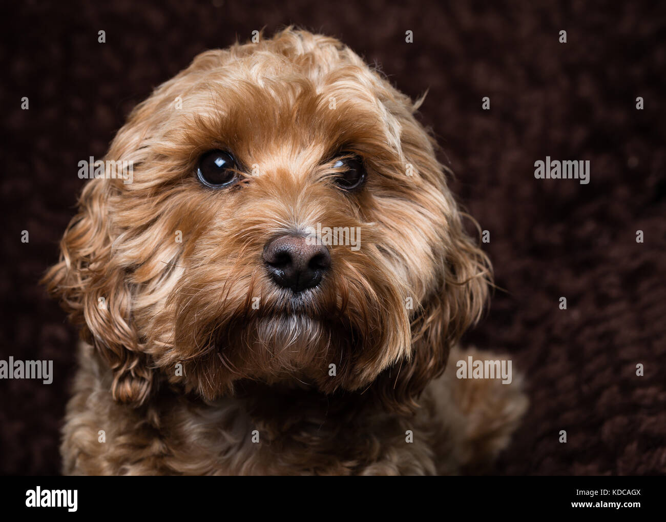 Caniche de cocker adultes Banque de photographies et d’images à haute ...