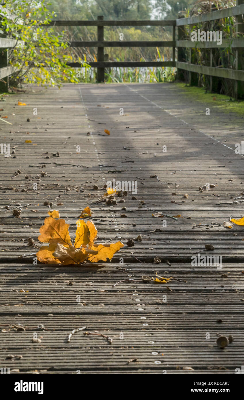 Automne feuilles de chêne sur les aires de rassemblement Banque D'Images