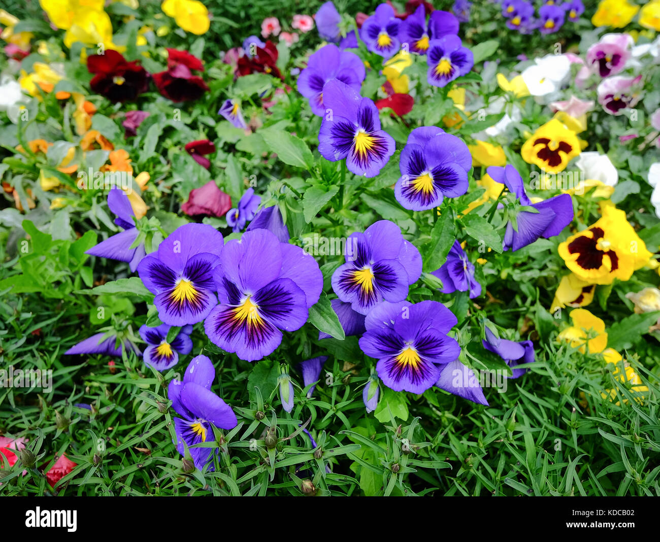 En fleurs fleurs pourpre pansee à journée ensoleillée dans city park Photo  Stock - Alamy