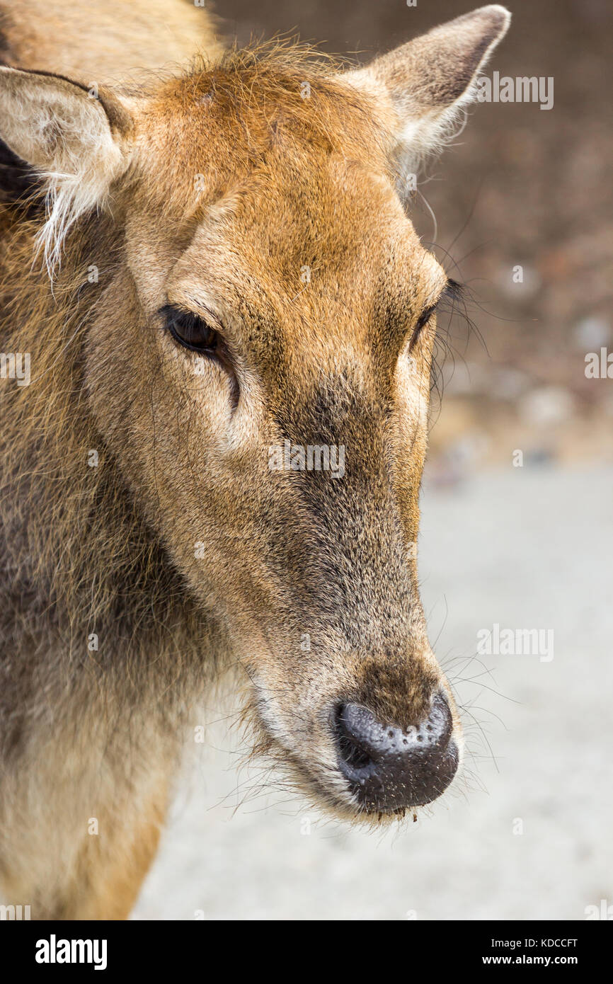 Femme pere davids deer, une chaude journée d'été, posant dans l'enceinte du zoo Banque D'Images