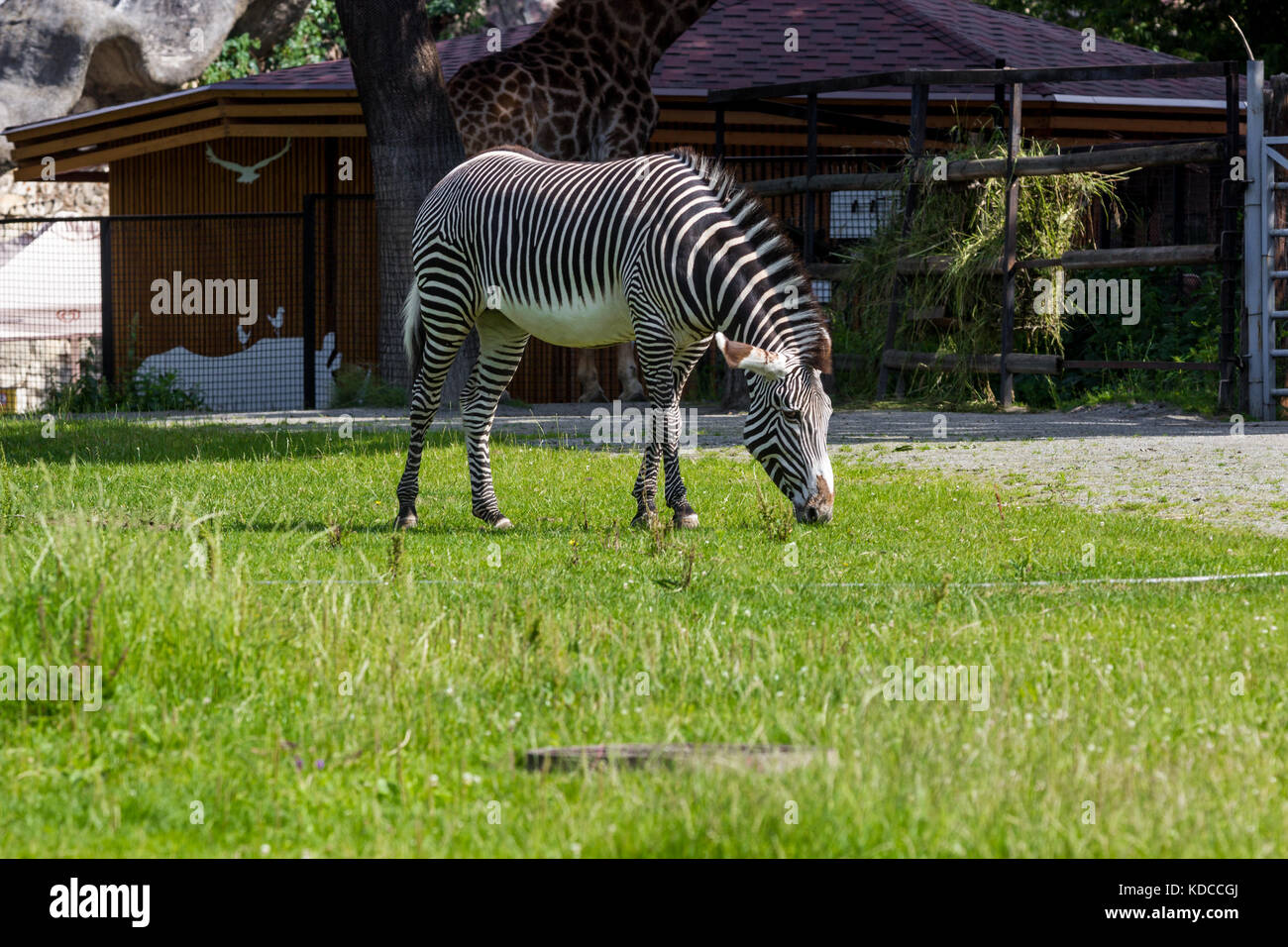 Une femelle zebra broute dans l'enceinte du zoo, sur une chaude journée d'été Banque D'Images