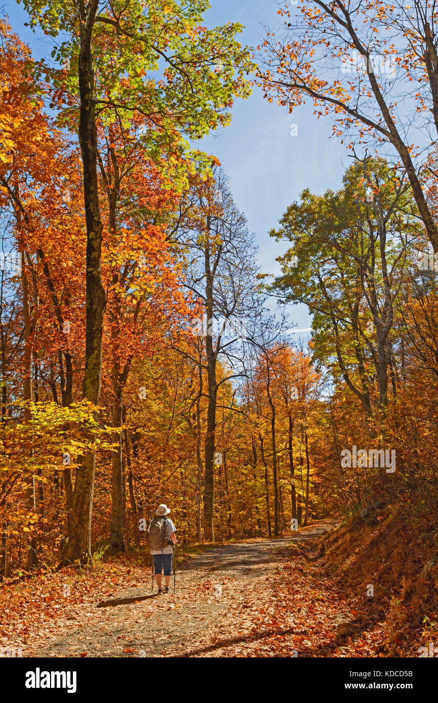 Randonnées en forêt à l'automne dans le parc national Shenandoah en Virginie Banque D'Images