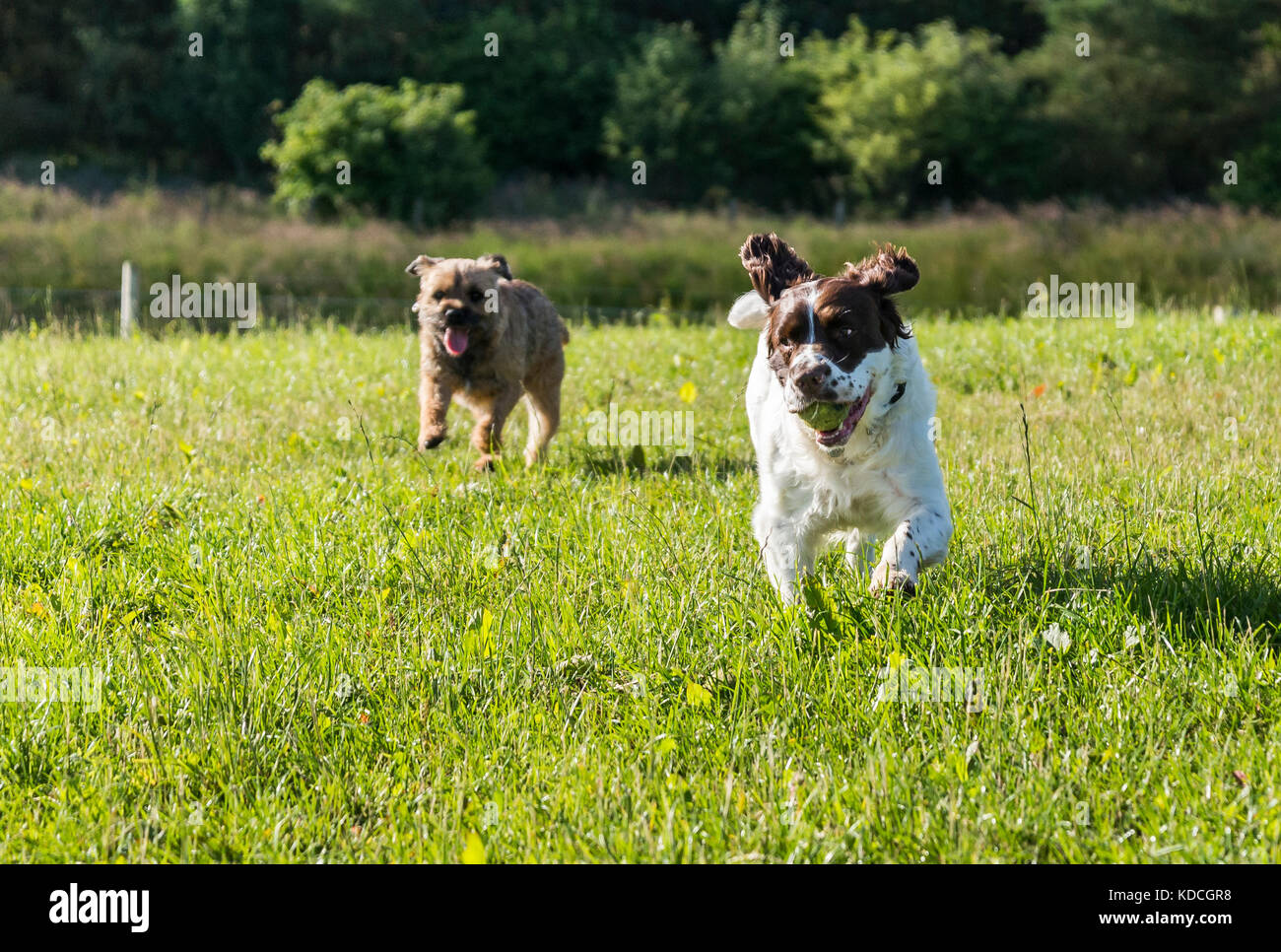 Un épagneul Springer et un Border terrier chassant l'autre dans un champ, SPRINGER SPANIEL avec une balle de tennis dans sa bouche. Banque D'Images