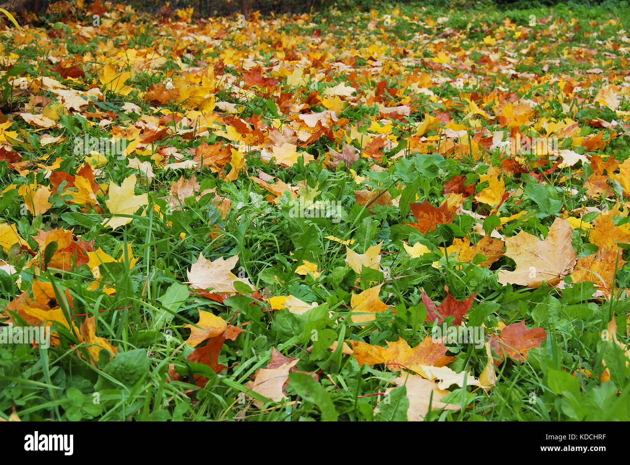 Feuilles d'érable dorées qui tombent sur l'herbe verte Banque D'Images