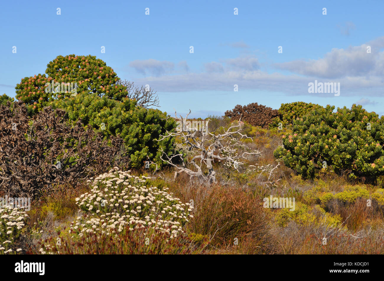 La végétation fynbos sur la péninsule du Cap, près de Cape Town, Afrique du Sud Banque D'Images