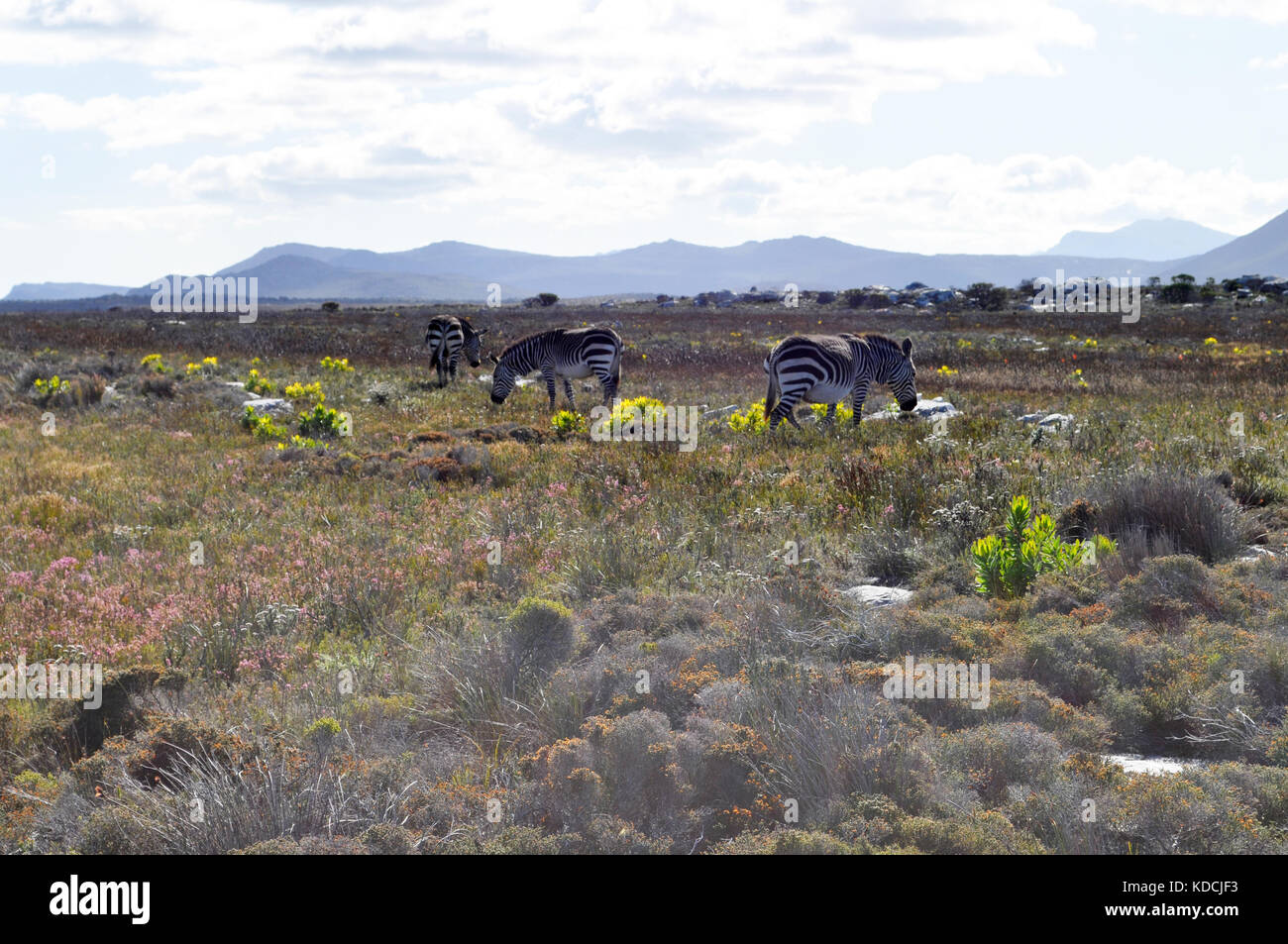 La végétation fynbos et zebra sauvages de la péninsule du Cap, près de Cape Town, Afrique du Sud Banque D'Images