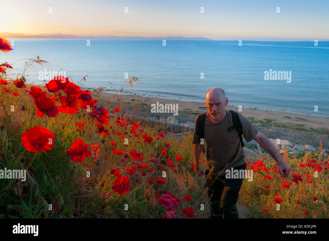 Randonneur et coquelicots rouges au lever du soleil, de Balmoral Beach, Comox, Colombie-Britannique, Canada Britiah Banque D'Images
