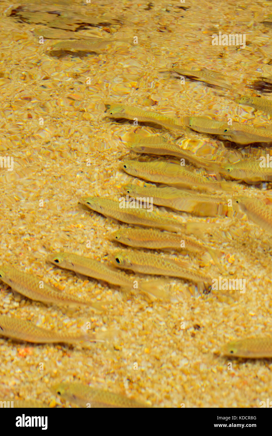 Poissons tropicaux nagent dans l'eau claire printemps Banque D'Images