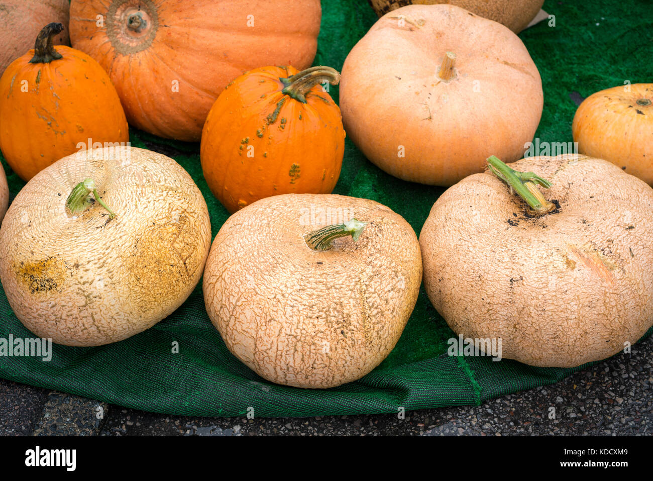 Grandes citrouilles à la citrouille annuel pèsent au le marché de producteurs de l'Ouest à Steyning Susssex, Angleterre. Banque D'Images