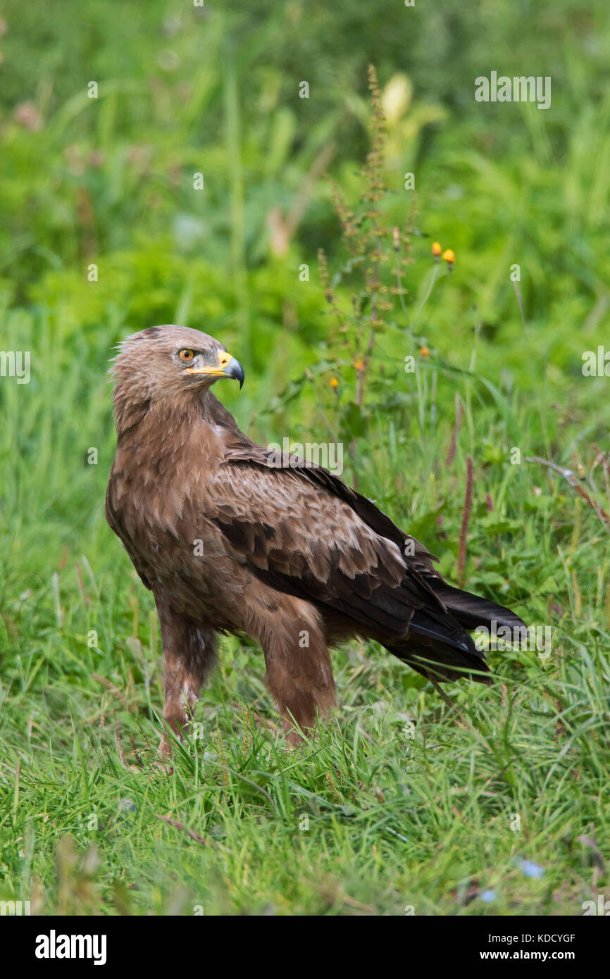 L'aigle pomarin (Aquila pomarina / pomarina clanga) à l'arrière dans les prairies, oiseau de proie migrateurs originaires d'Europe centrale et orientale Banque D'Images