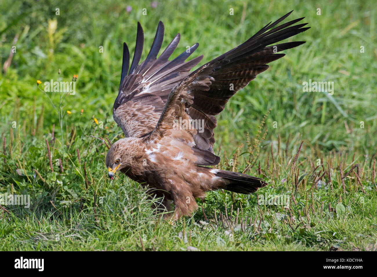 L'aigle pomarin (Aquila pomarina / pomarina clanga) l'atterrissage dans un pré, oiseau de proie migrateurs originaires d'Europe centrale et orientale Banque D'Images