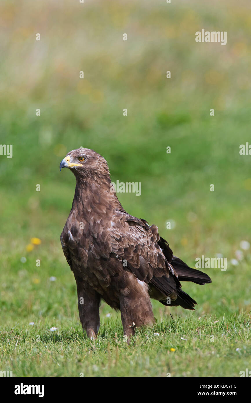 L'aigle pomarin (Aquila pomarina / pomarina clanga) dans les prairies, les oiseaux de proie migrateurs originaires d'Europe centrale et orientale Banque D'Images