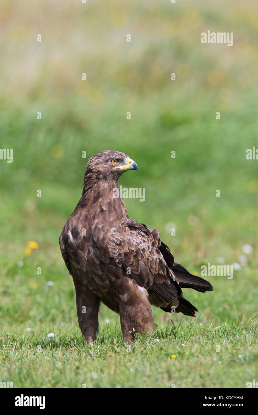 L'aigle pomarin (Aquila pomarina / pomarina clanga) dans les prairies, les oiseaux de proie migrateurs originaires d'Europe centrale et orientale Banque D'Images