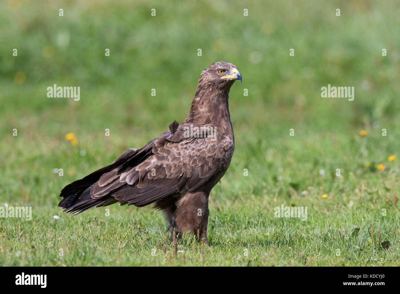 L'aigle pomarin (Aquila pomarina / pomarina clanga) dans les prairies, les oiseaux de proie migrateurs originaires d'Europe centrale et orientale Banque D'Images
