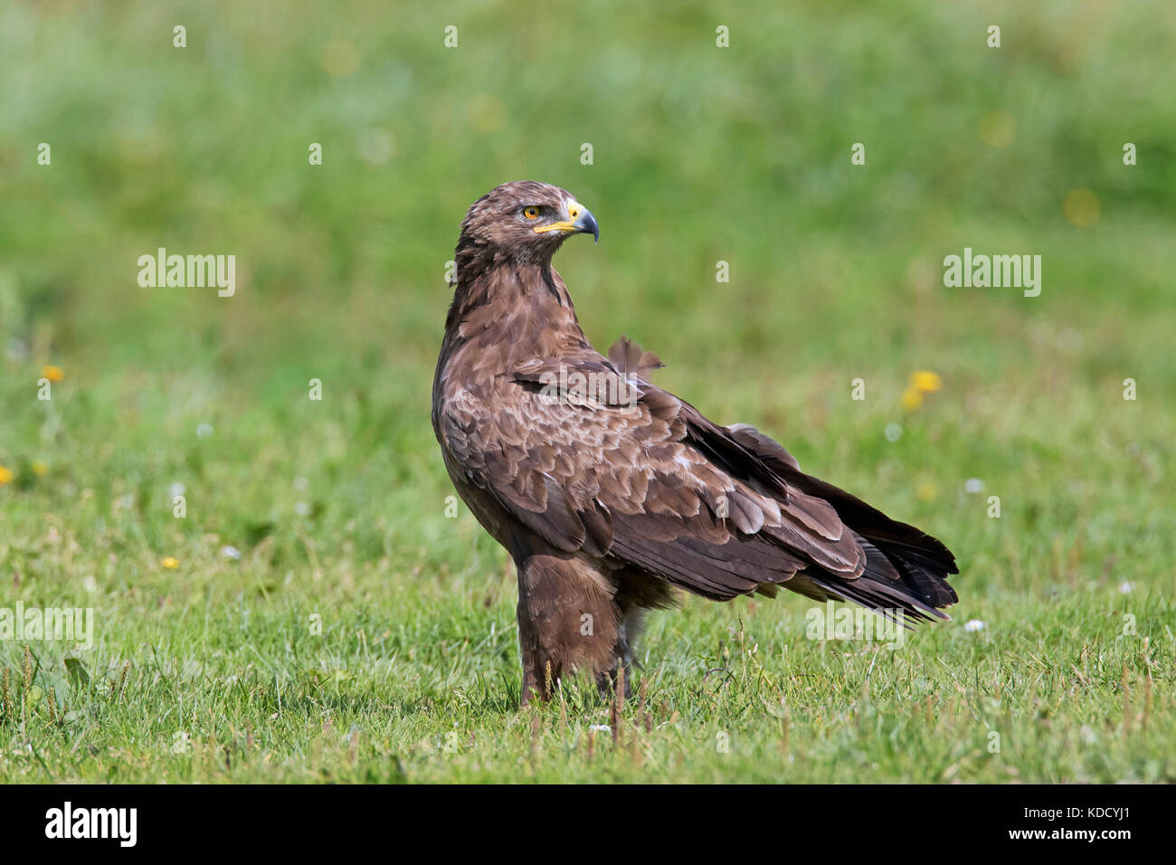 L'aigle pomarin (Aquila pomarina / pomarina clanga) à l'arrière dans les prairies, oiseau de proie migrateurs originaires d'Europe centrale et orientale Banque D'Images