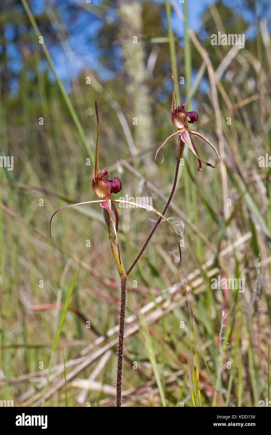 Orchidée araignée wimmera (arachnorchis lowanensis) - un rare de fleurs sauvages de l'Australie Banque D'Images