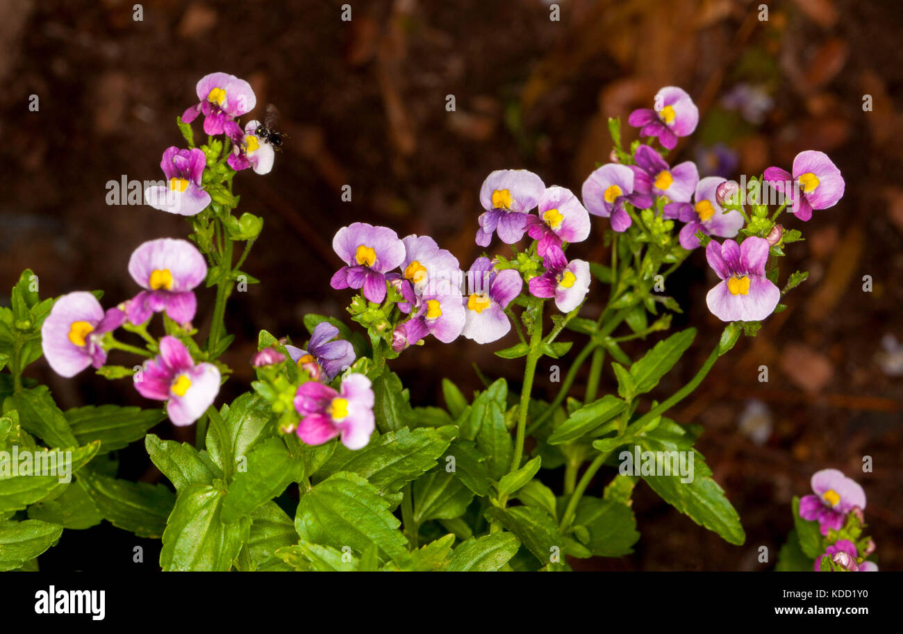 Vue panoramique de grappe de fleurs rose vif et le vert émeraude des feuilles de nemesia 'fruit tingle' sur fond sombre Banque D'Images