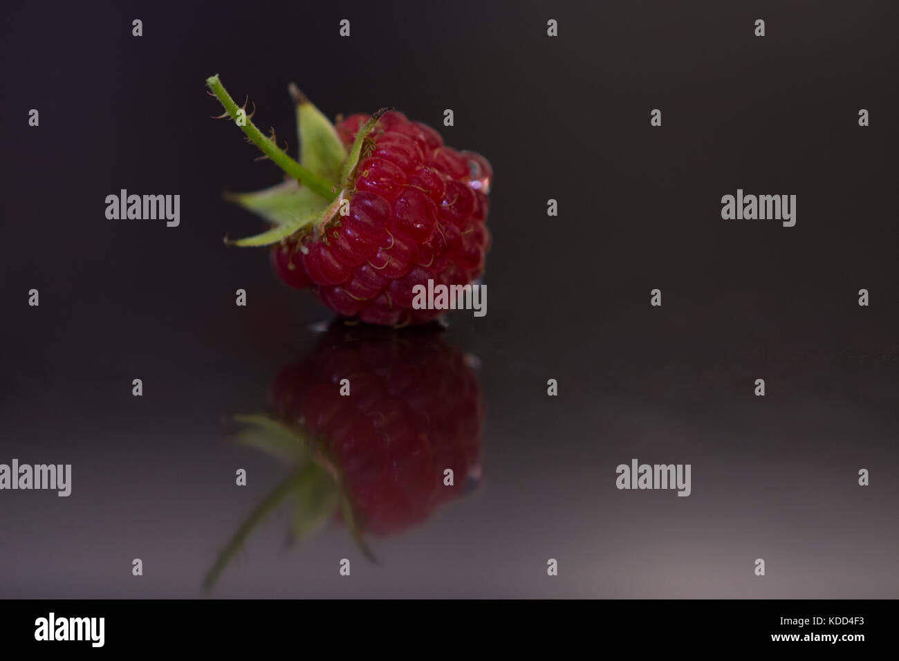 Close up d'une framboise avec tige reposant sur une surface grise. La réflexion est visible. Banque D'Images