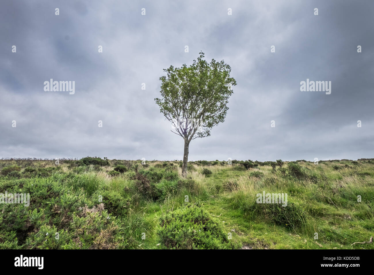 Images de paysage de Moorland à Dartmoor, Devon, Royaume-Uni Banque D'Images