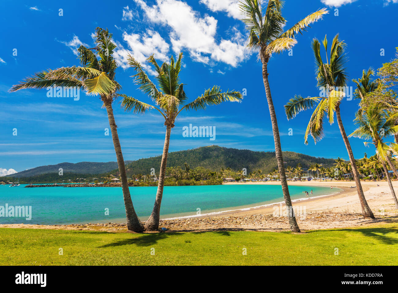 Journée ensoleillée sur la plage de sable avec des palmiers, Airlie Beach, Whitsundays, Queensland Australie Banque D'Images