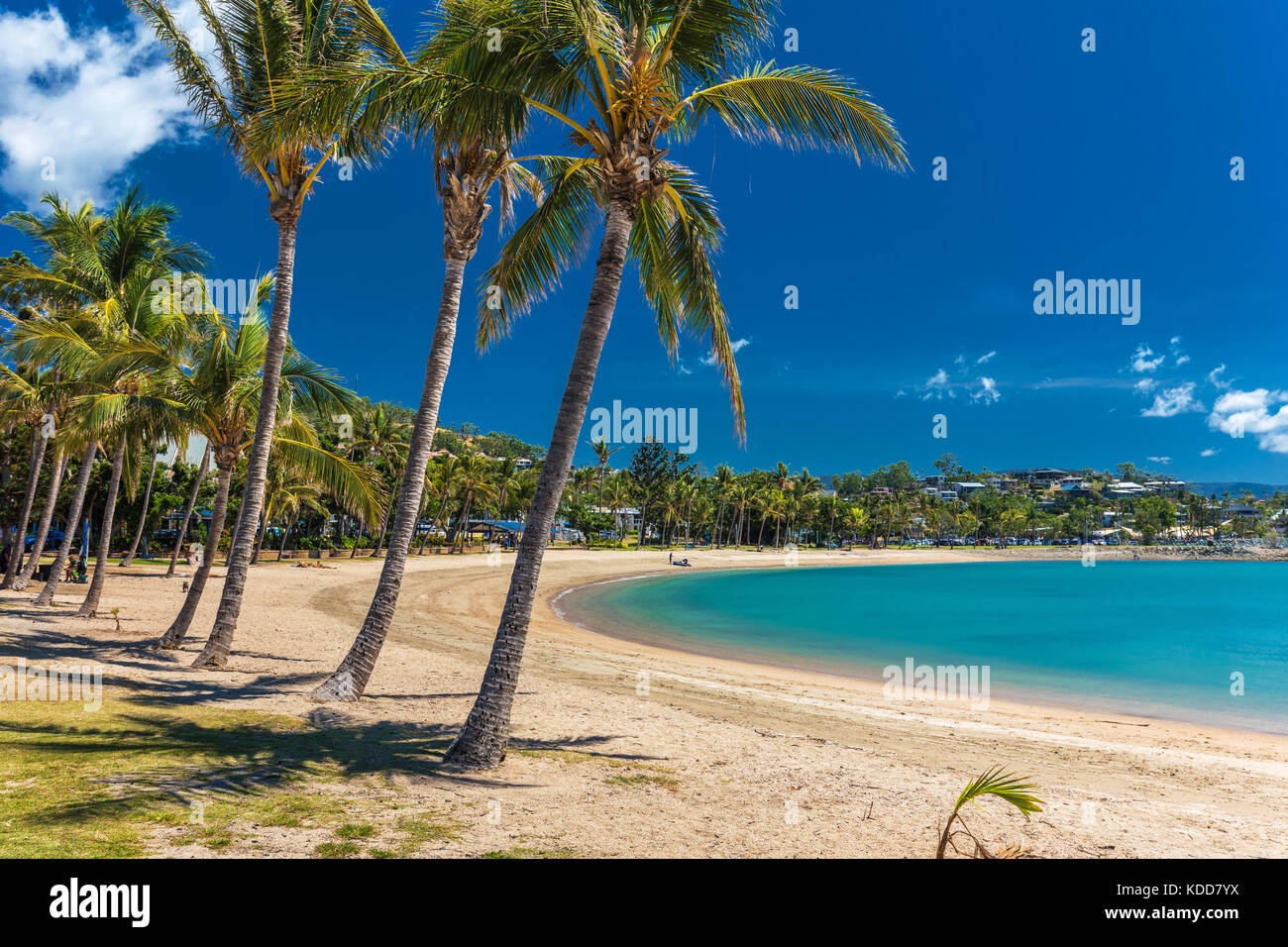 Chaude journée ensoleillée sur la plage de sable avec des palmiers, Airlie Beach, Whitsundays, Queensland Australie Banque D'Images