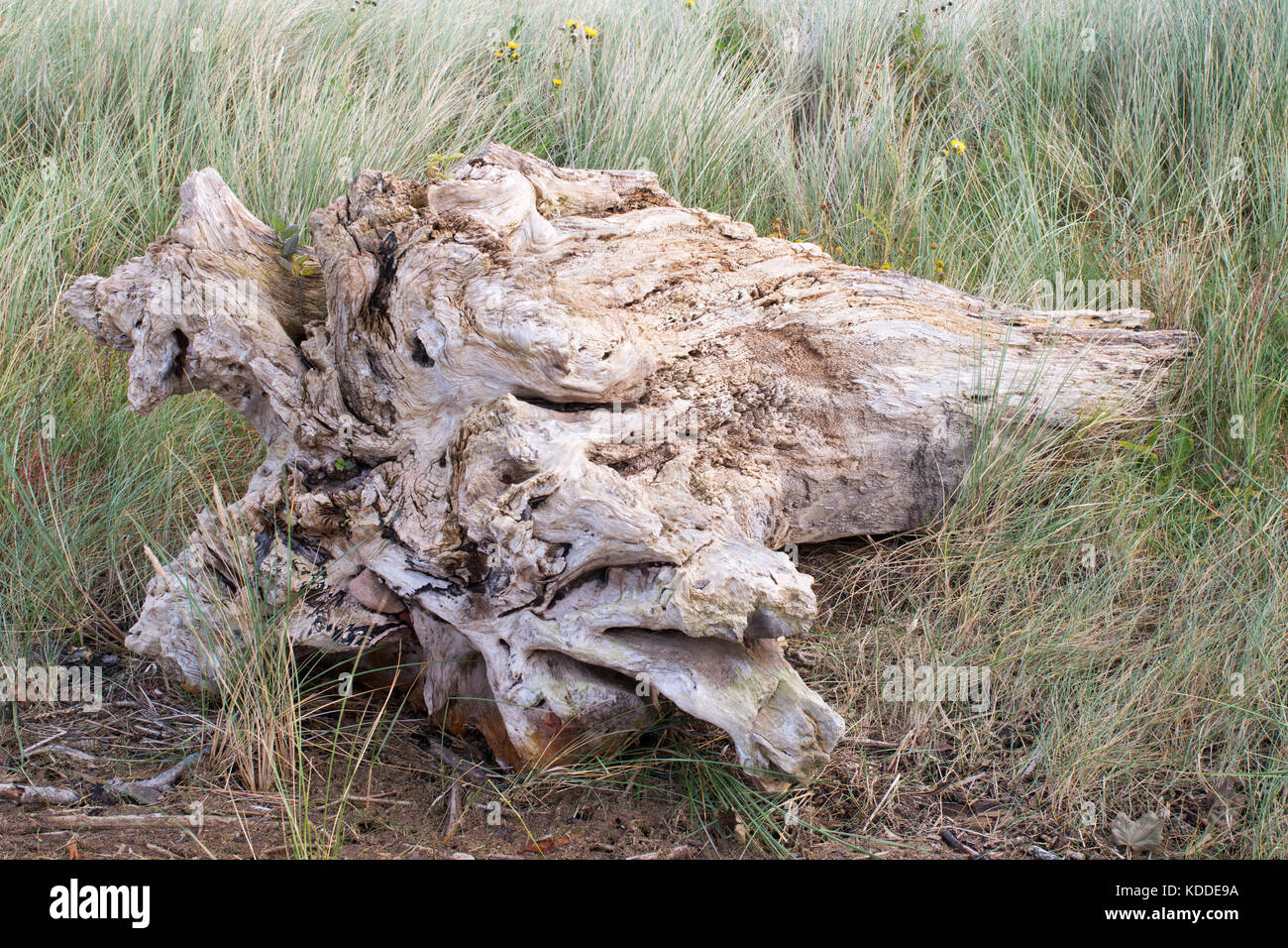 Une terrasse bien blanchis tronc d'arbre, bois flotté, sur la côte près de Dunbar, Ecosse Banque D'Images