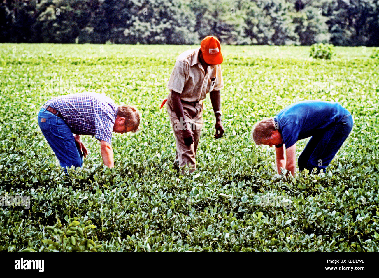 Le président Jimmy Carter et son frère Billy Carter sont rejoint par un fermier qu'ils évaluent leur récolte d'arachide d'été. Les carter propre étendues de f Banque D'Images