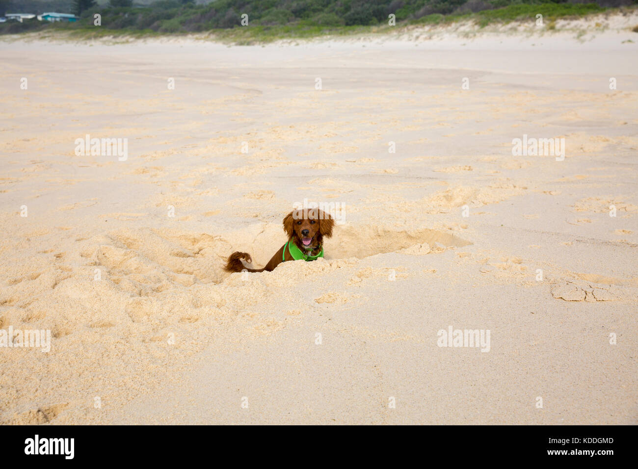 Caboodle chiot creuse un trou sur une plage Banque D'Images