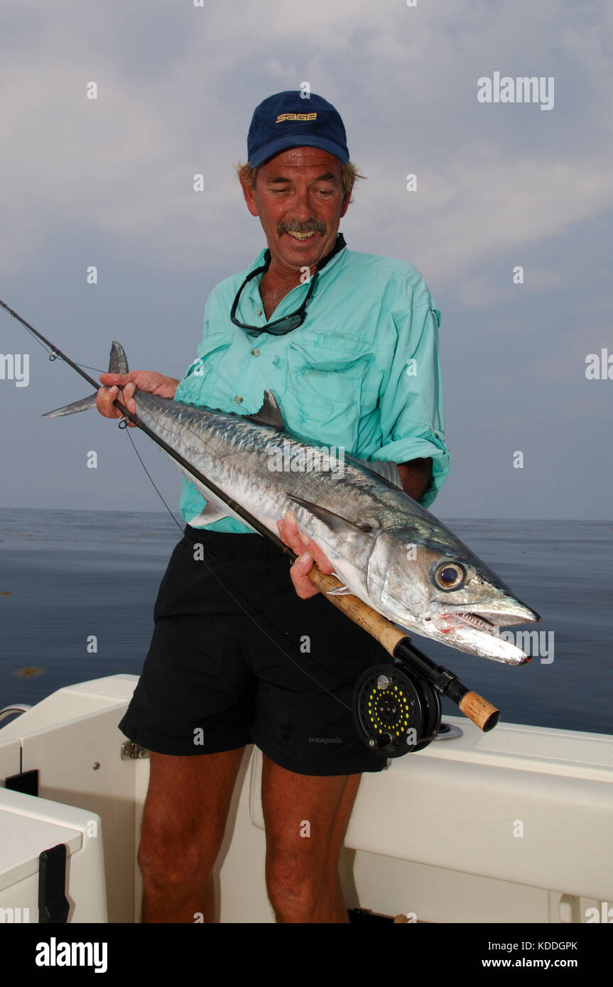 Un pêcheur avec un kingfish thazard ou détectée pendant la pêche à la mouche au large de Freeport, Maine Banque D'Images