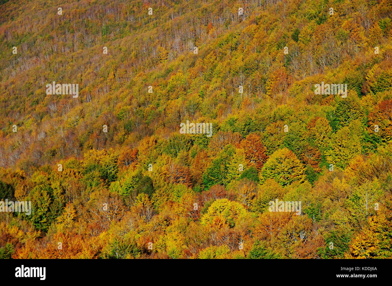 Vue de la forêt du Casentino, collection automne feuillage. Banque D'Images