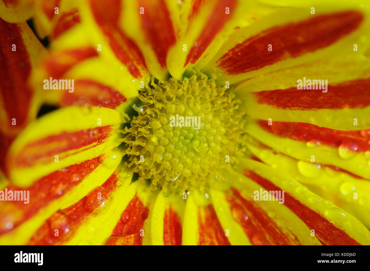 Fleur rouge et jaune avec des gouttes de rosée, Close up Banque D'Images