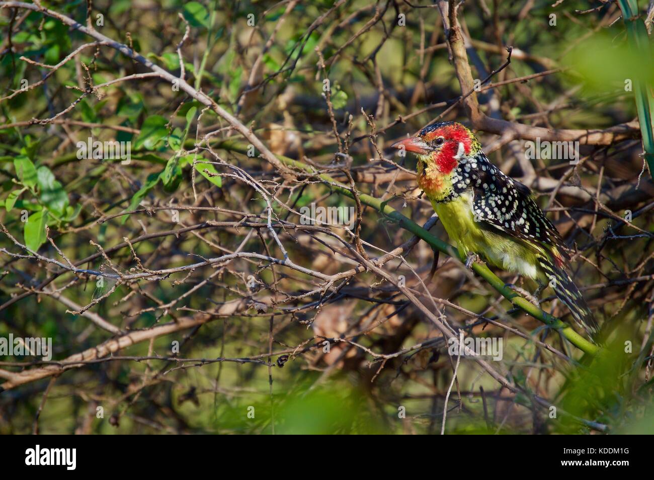 Le rouge et jaune barbets, Tanzanie Banque D'Images